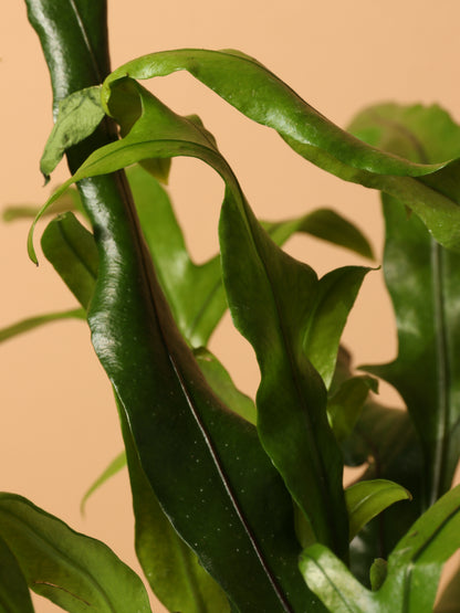 Medium Kangaroo Paw Fern