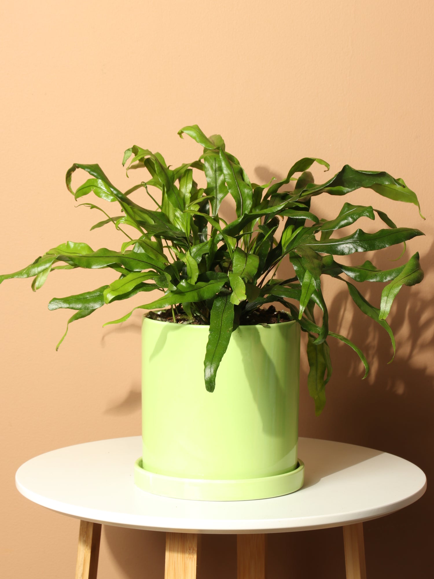 kangaroo paw indoor plant Medium Kangaroo Paw Fern