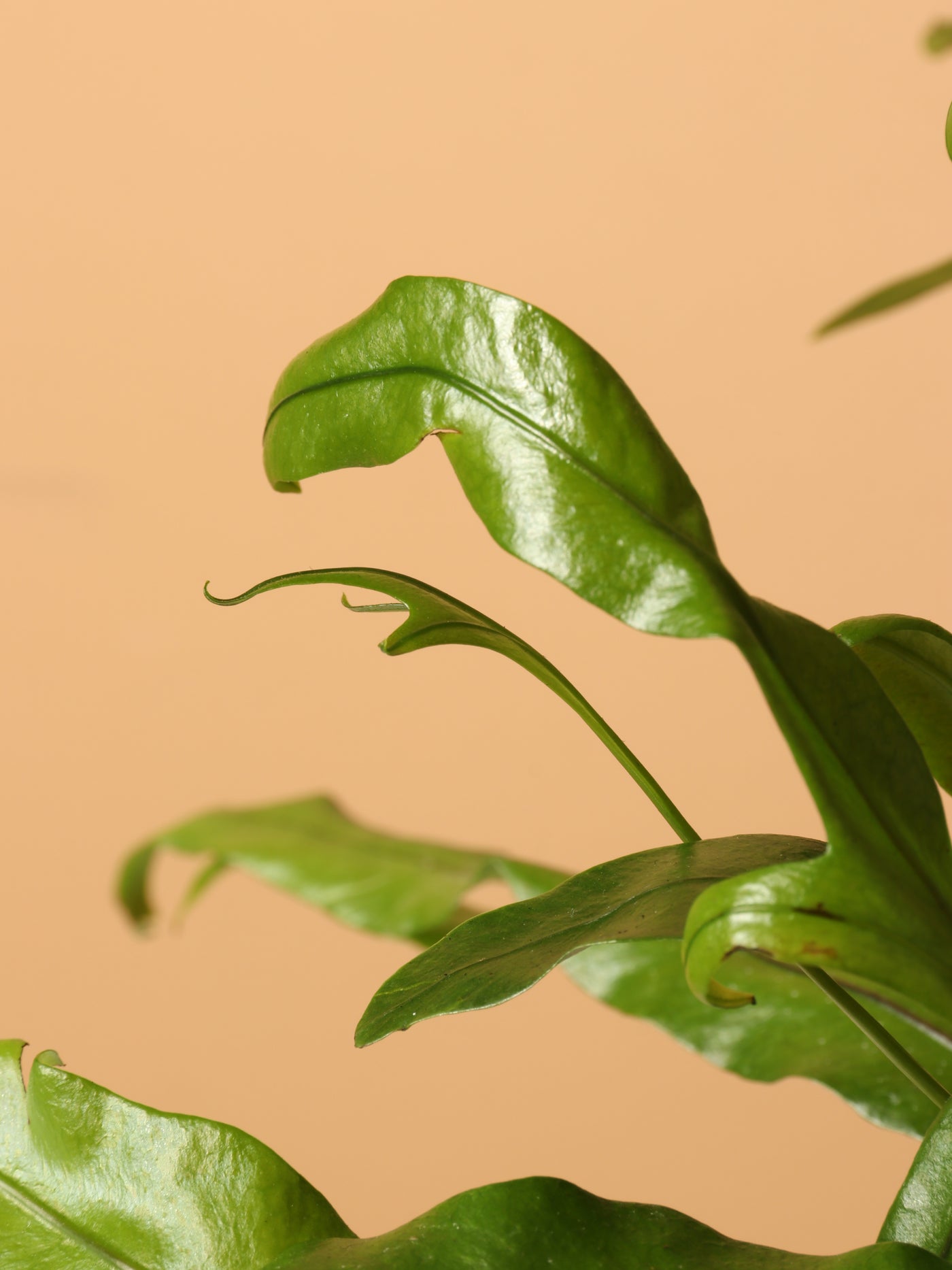 Medium Kangaroo Paw Fern