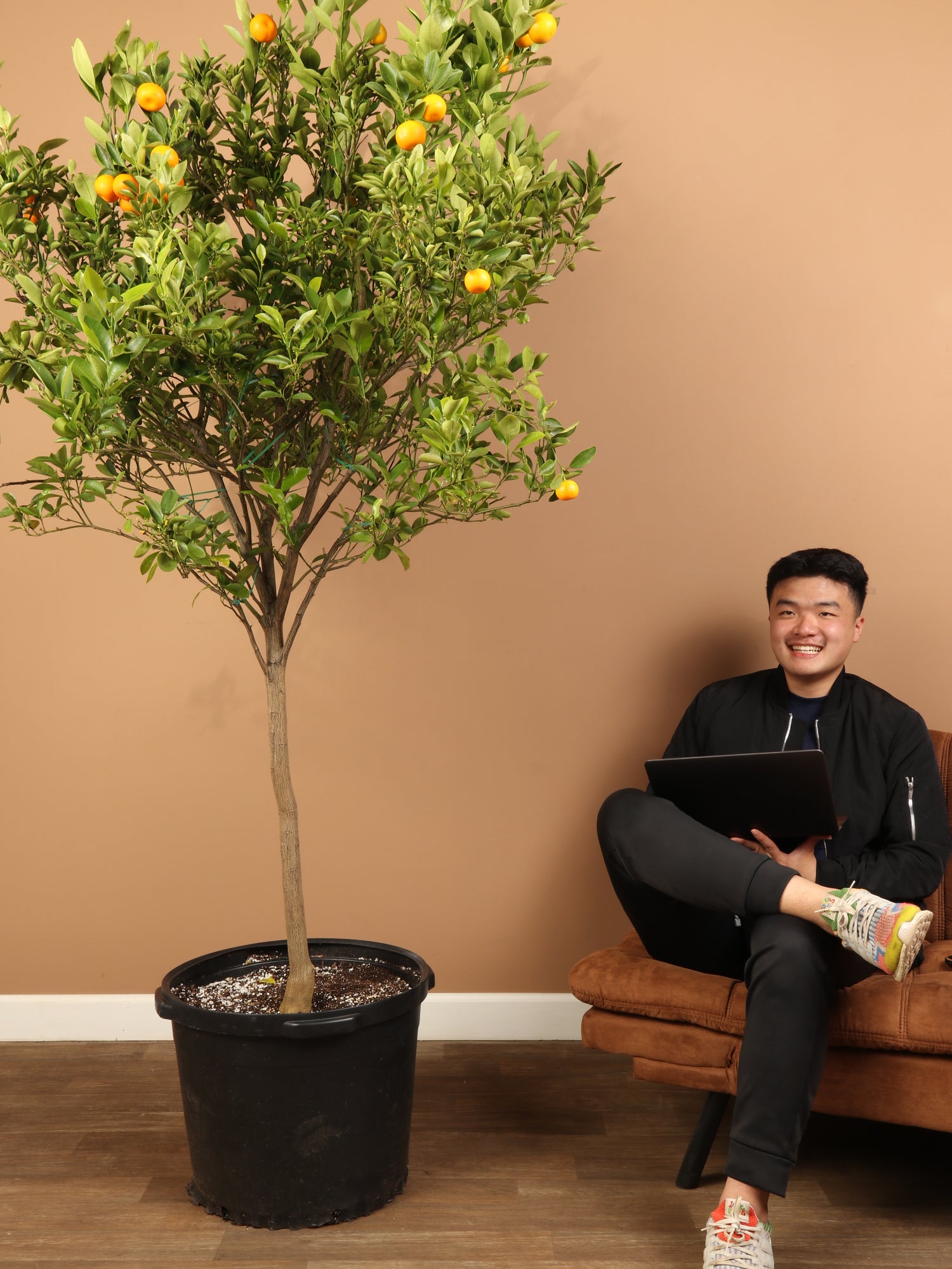 where to buy calamondin tree near me Huge Calamondin Tree