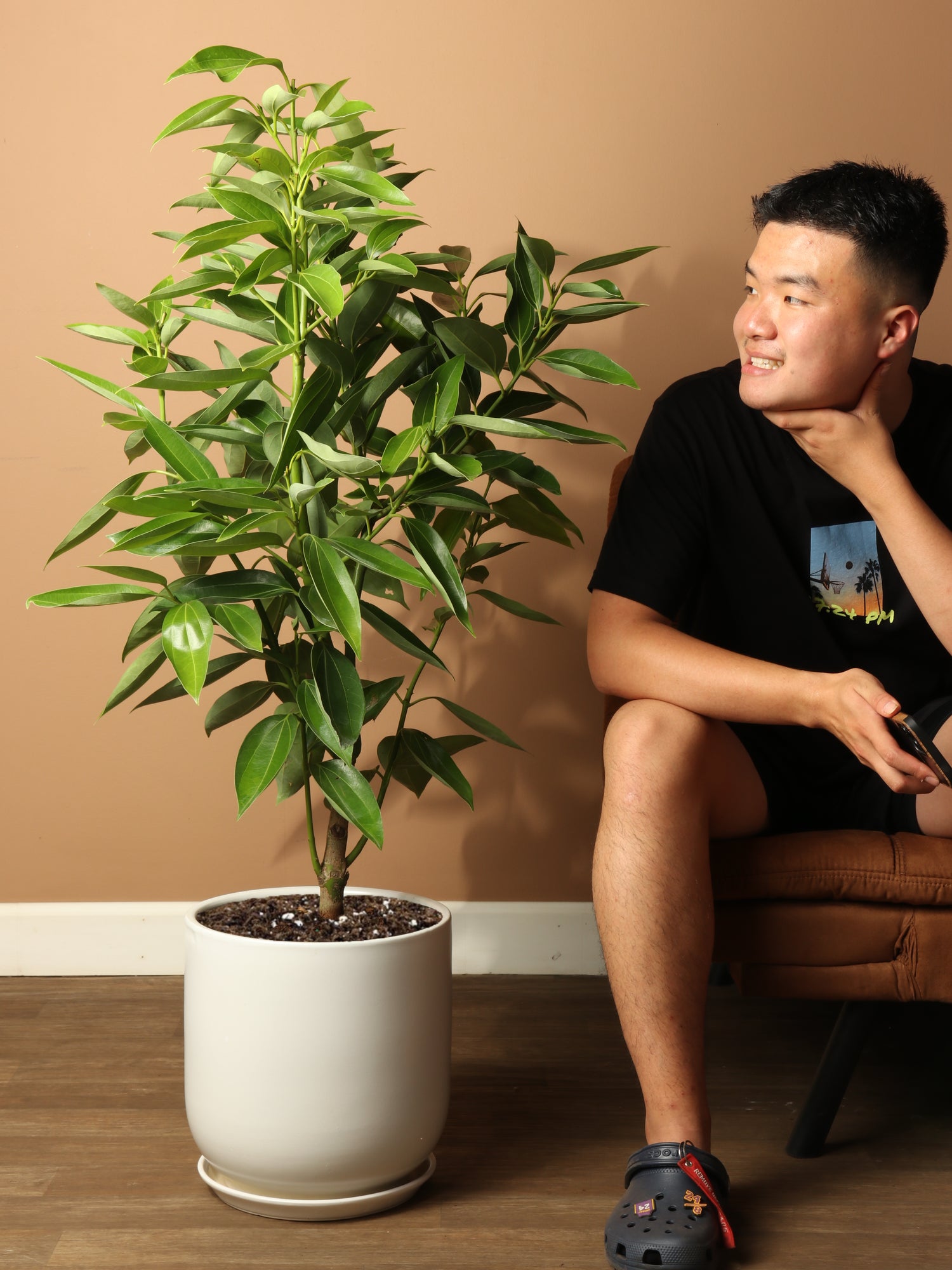 fresh cinnamon plant Buy Large Cinnamon Plant Online | Large Indoor Plant