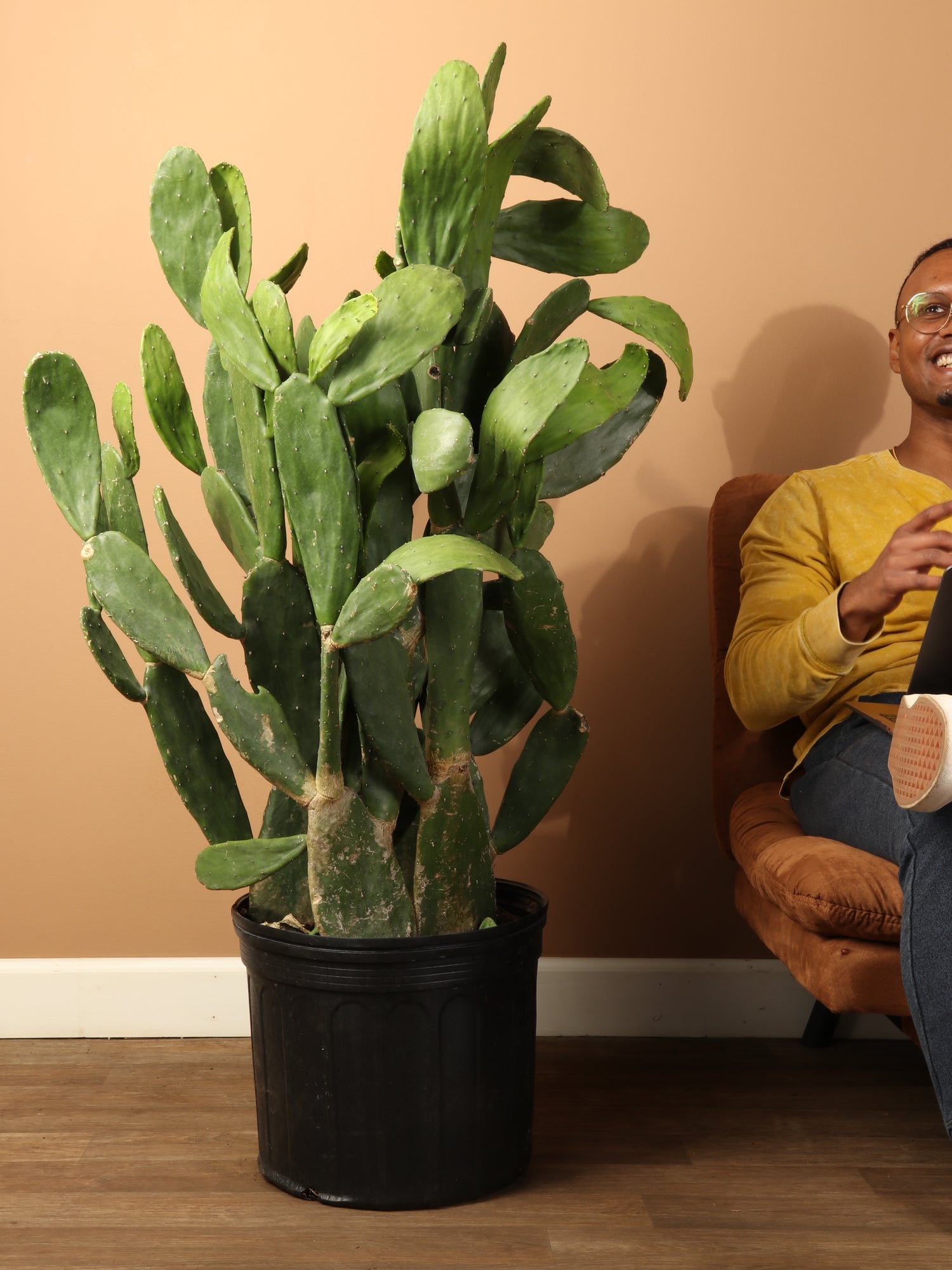 Full Size Prickly Pear Cactus