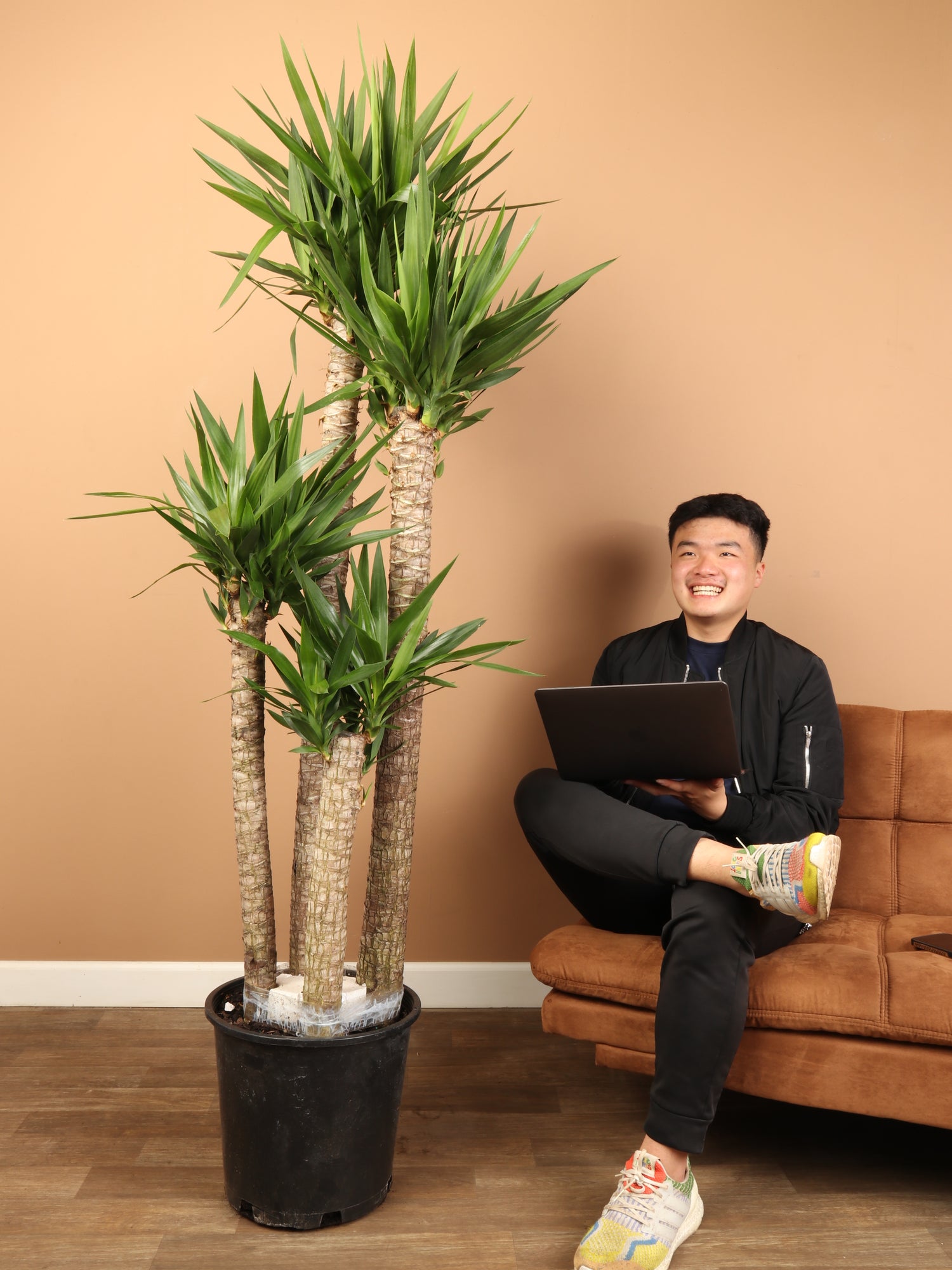 staggered yucca cane 6-8ft Yucca Cane – Dahing Plants
