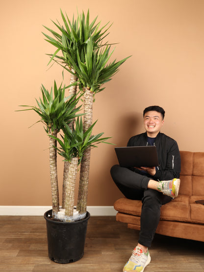 Full Size Yucca Cane