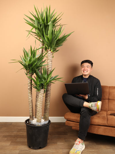 Full Size Yucca Cane