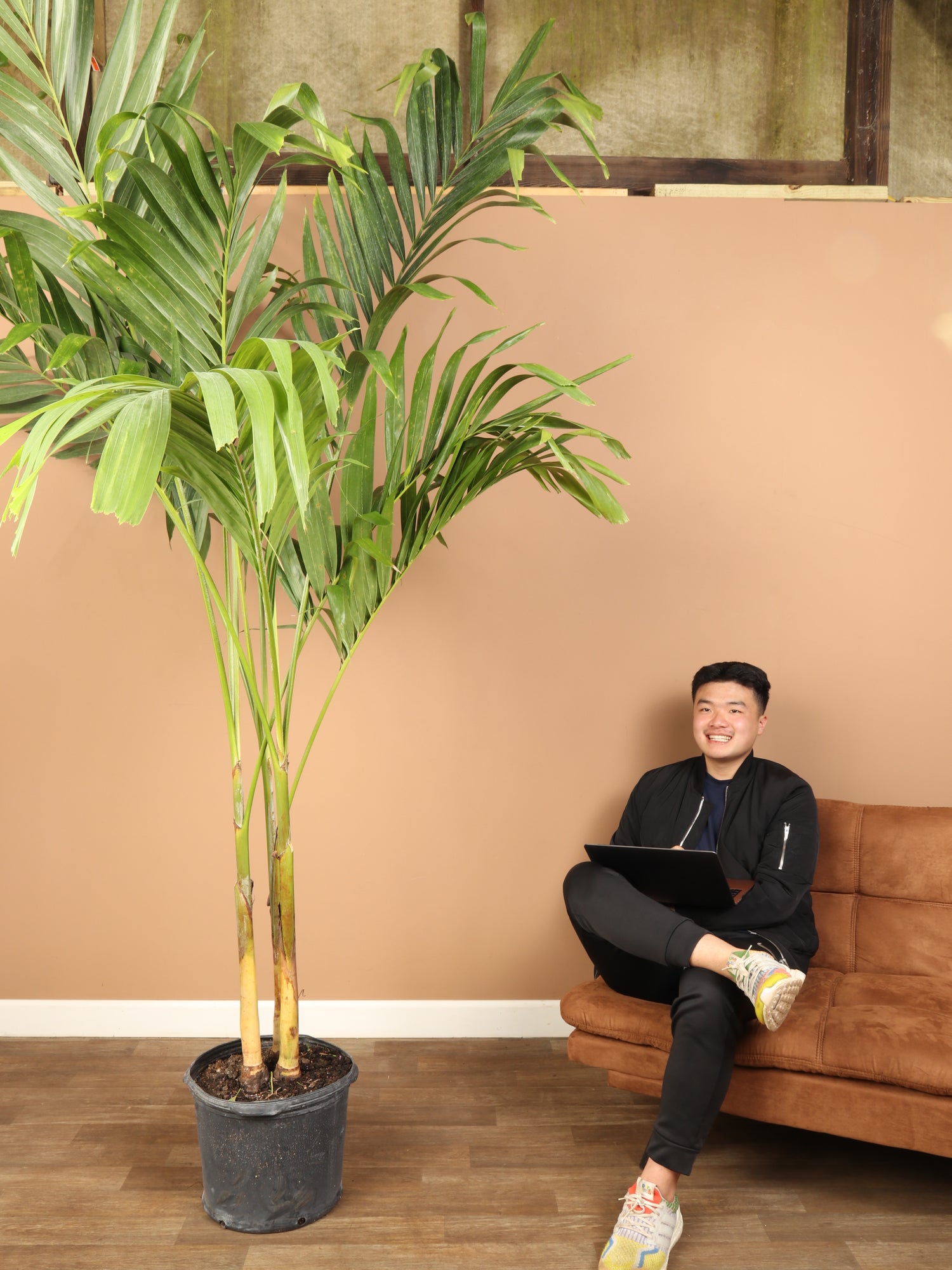 palm decorative plants 6-8ft Adonidia Palm – Dahing Plants
