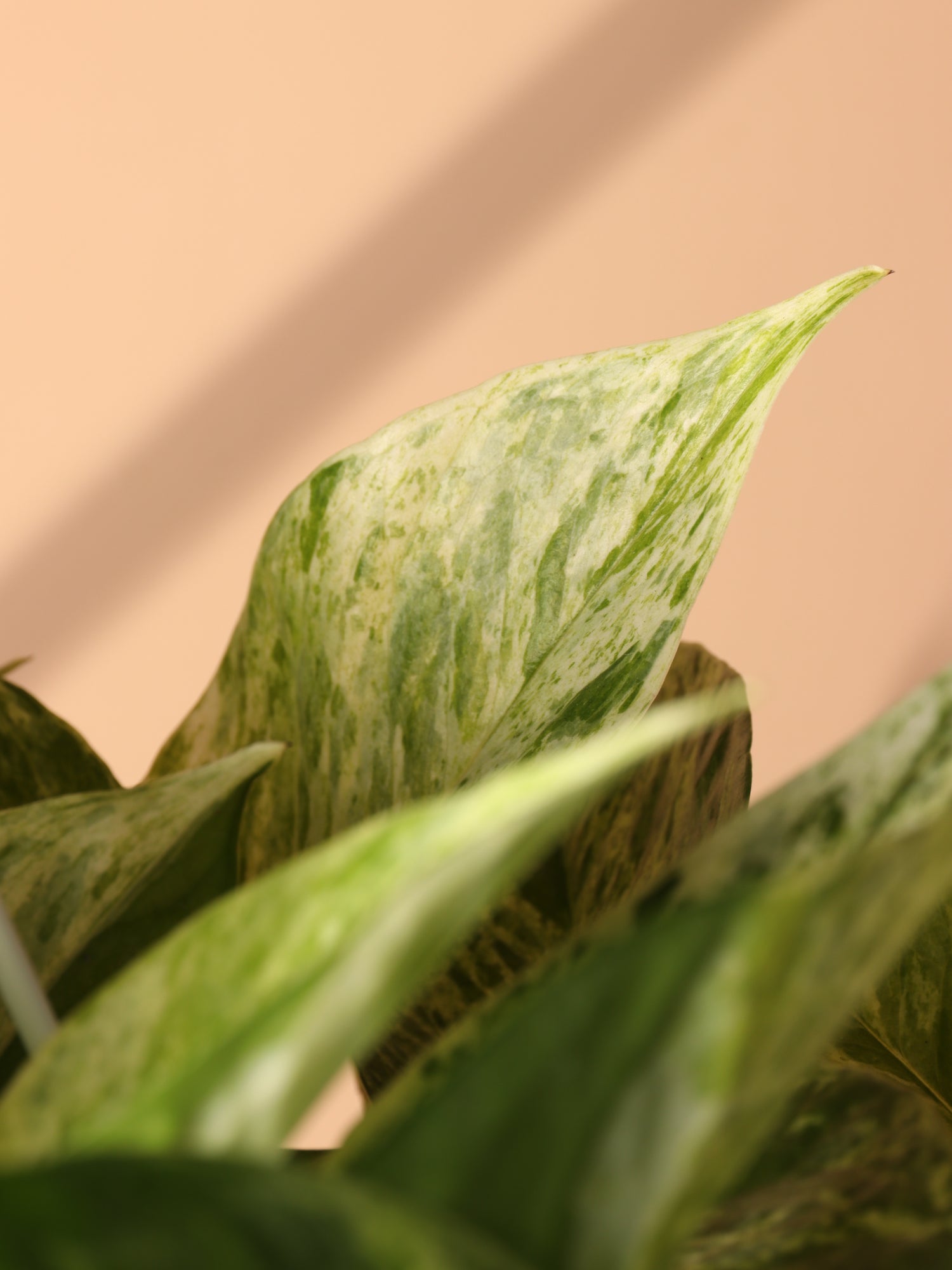 marble pothos for sale Buy Marble Queen Pothos Online | Hanging Indoor Plant