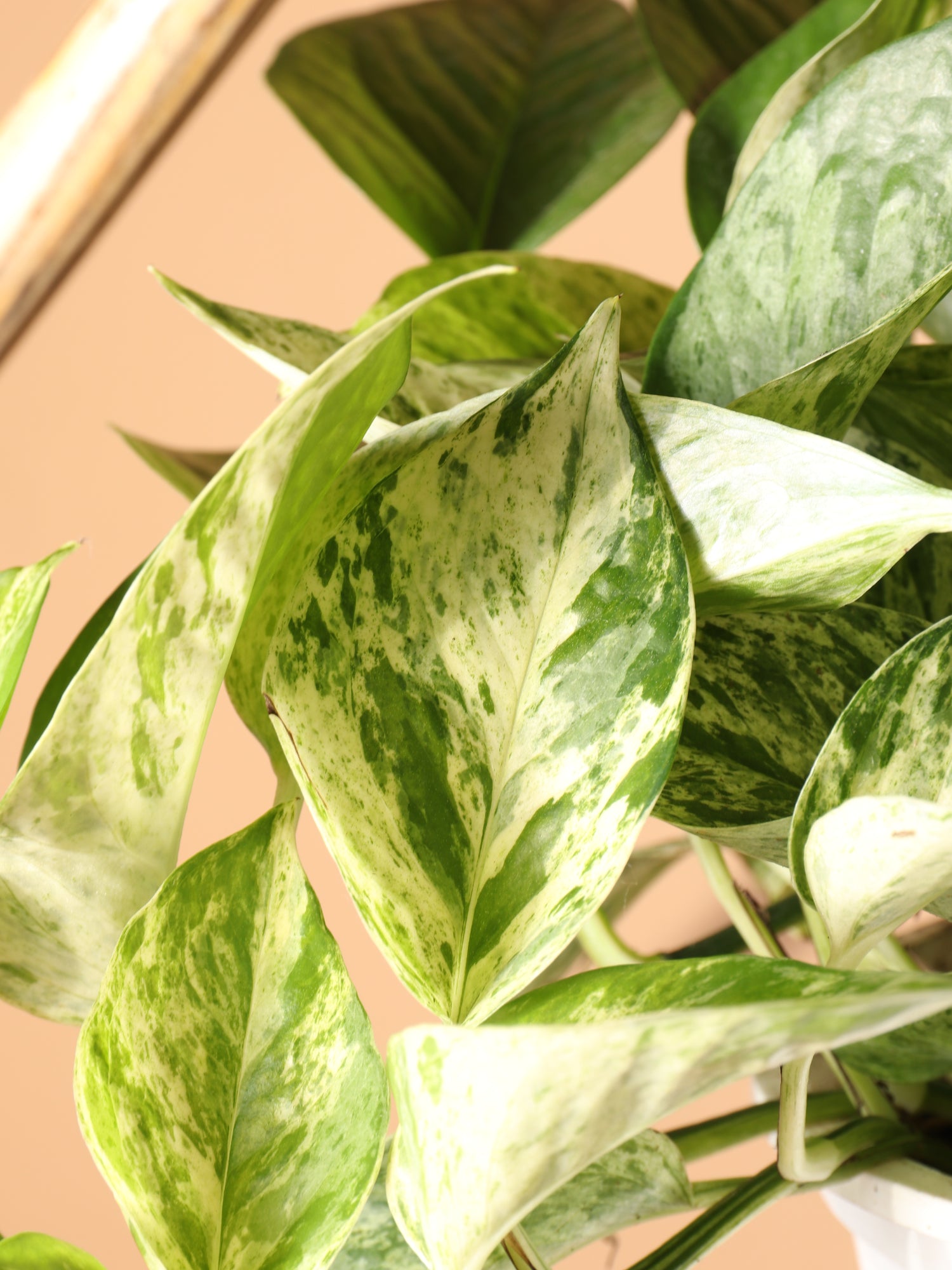marble queen pothos near me Buy Marble Queen Pothos Online | Hanging Indoor Plant