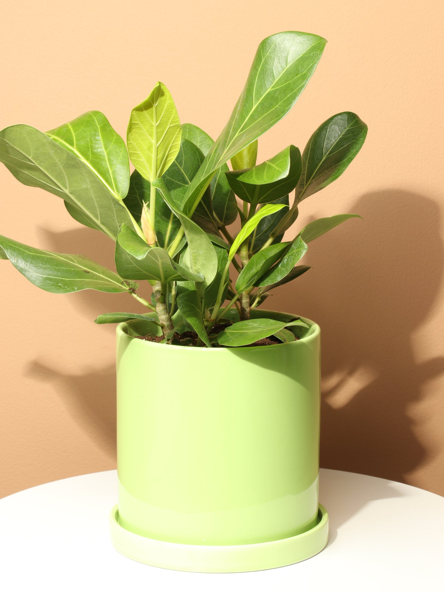 ficus audrey buy online Medium Ficus Audrey