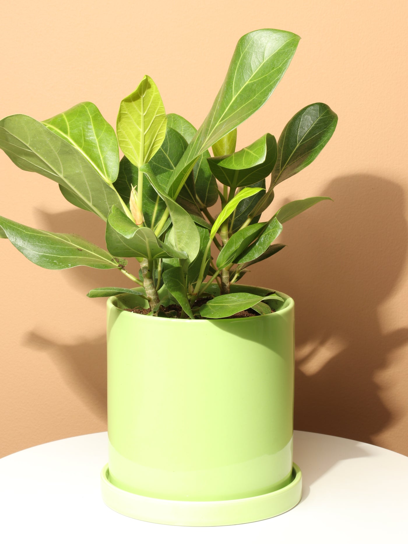 Medium Ficus Audrey