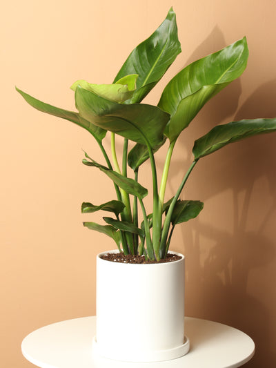 Medium Bird Of Paradise