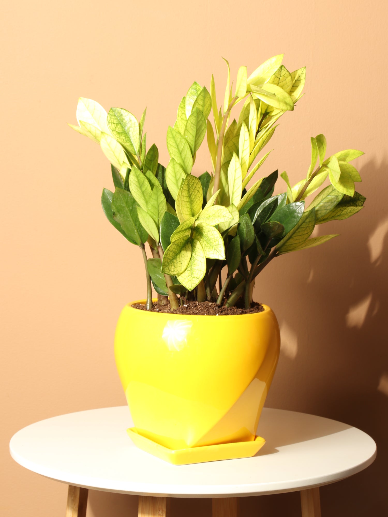 zeezee plant yellow leaves Medium ZZ Plant 'Chameleon' – Dahing Plants