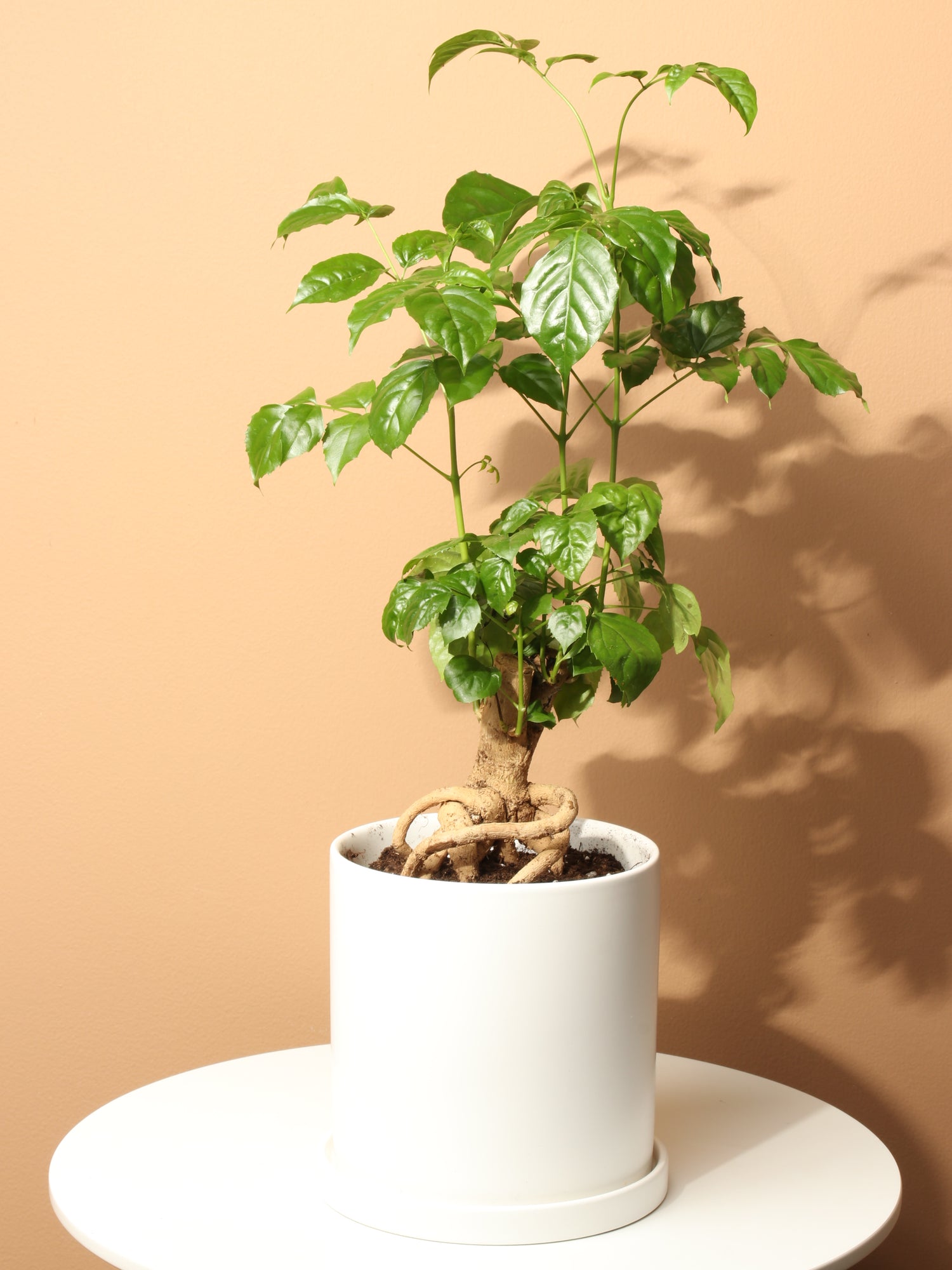 indoor plants chinese Buy Chinese Doll Plant Online | Indoor House Plant