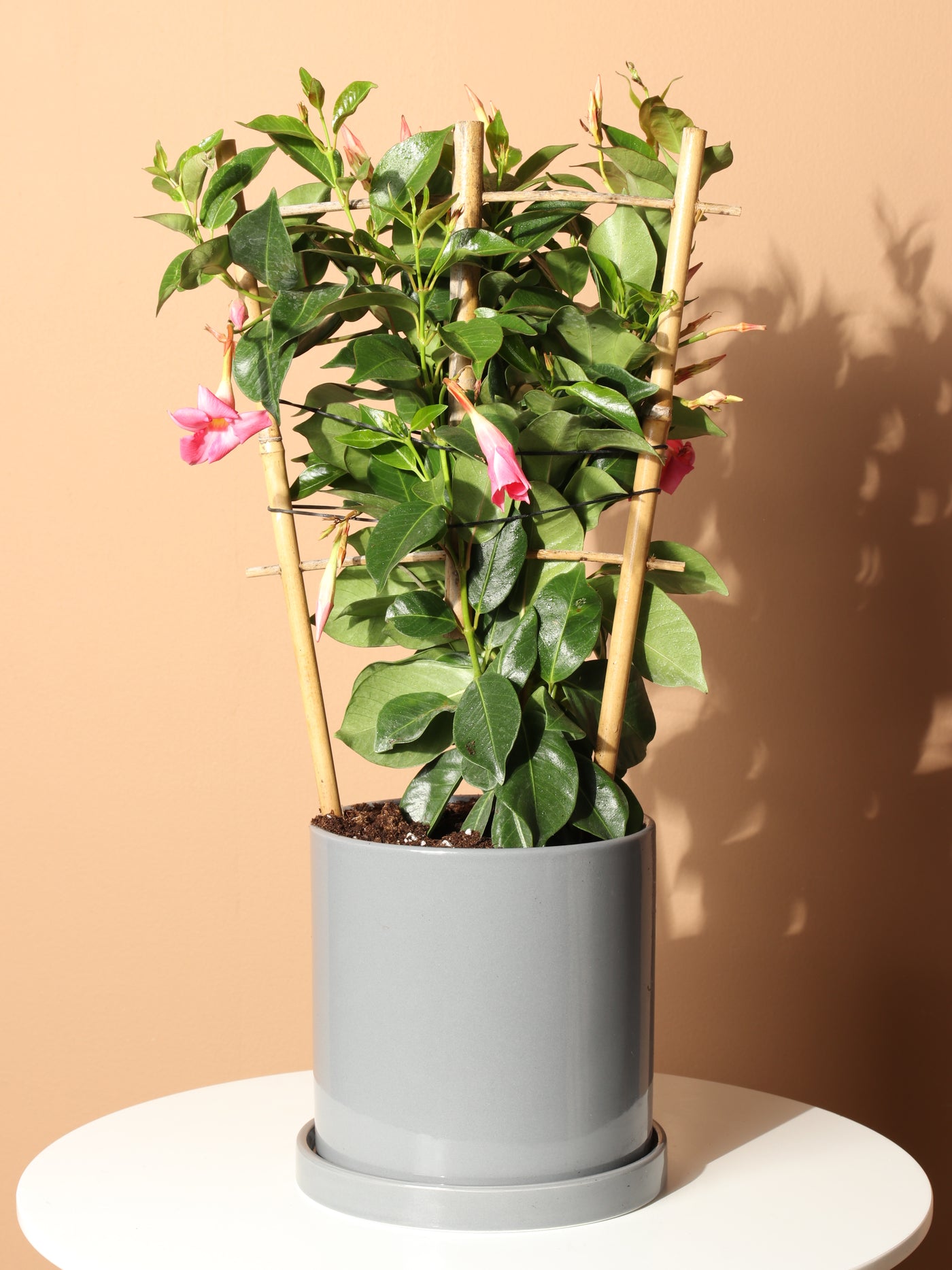 Medium Mandevilla