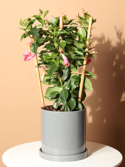 Medium Mandevilla