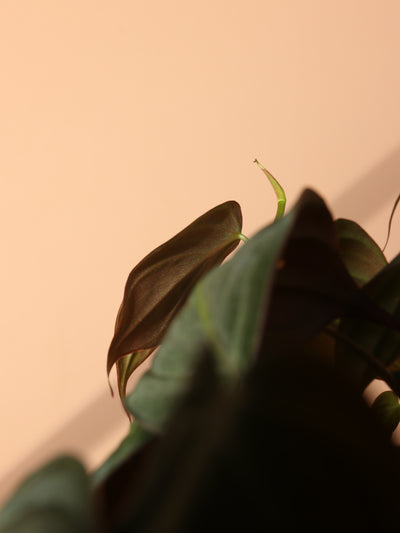 Small Philodendron Micans