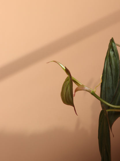 Small Philodendron Micans