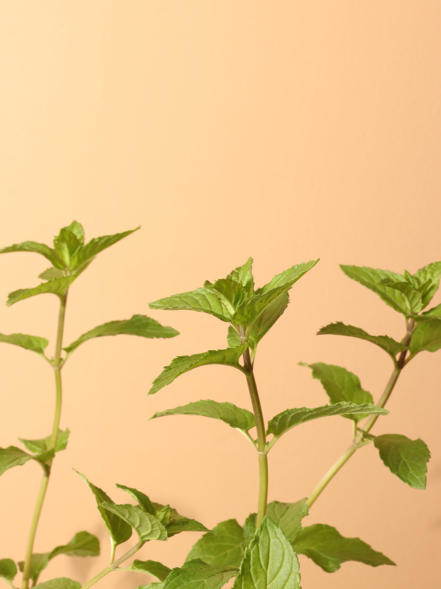 mint plants in the house Small Mint Indoor Herb