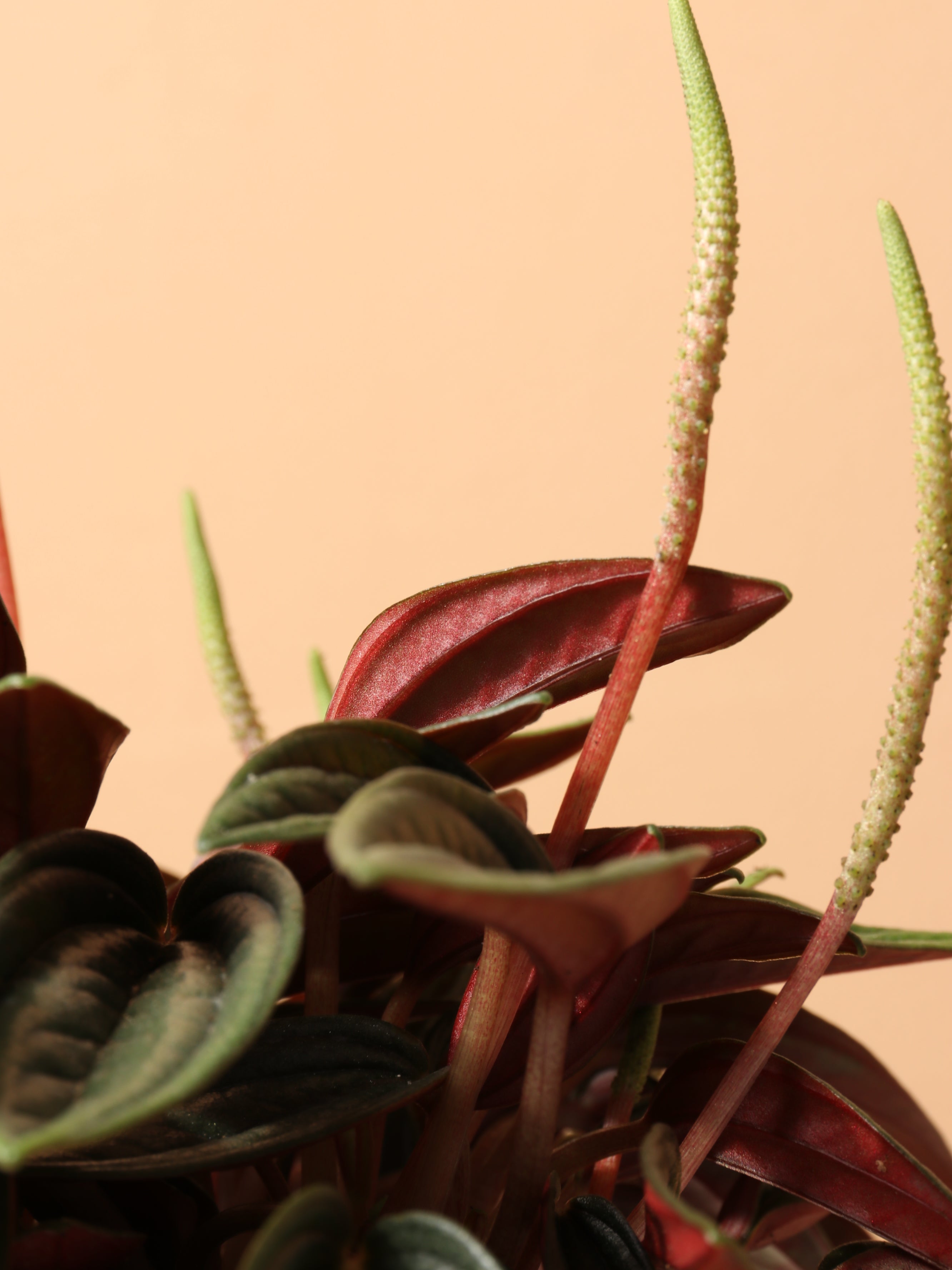Dahing Plants Peperomia Rosso - Thumbnail 3