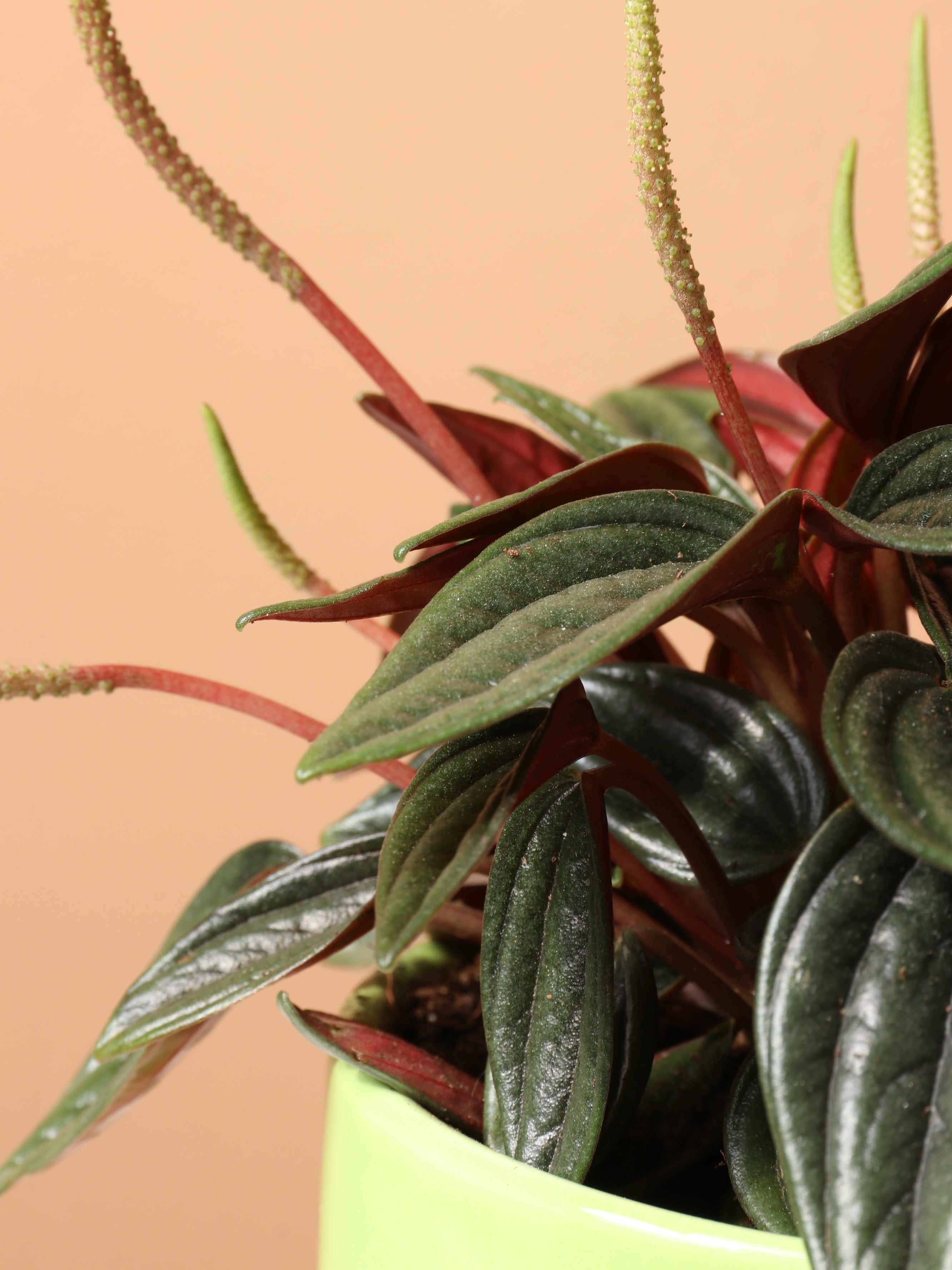 Dahing Plants Peperomia Rosso - Thumbnail 4