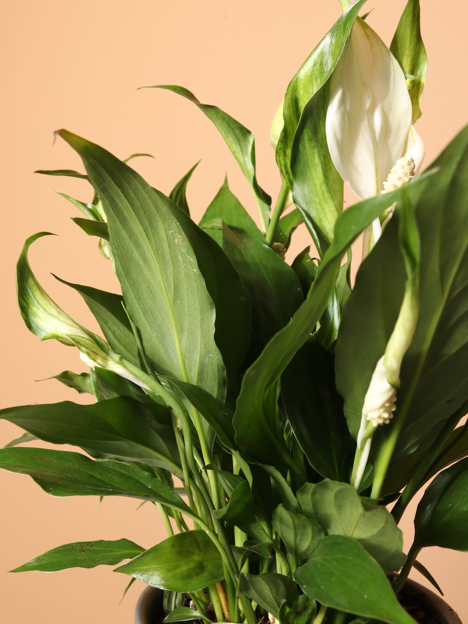 peace lily growing small leaves Small Peace Lily