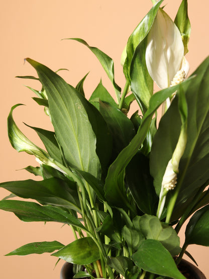young peace lily plant Buy Small Peace Lily Online | Low Light House Plant