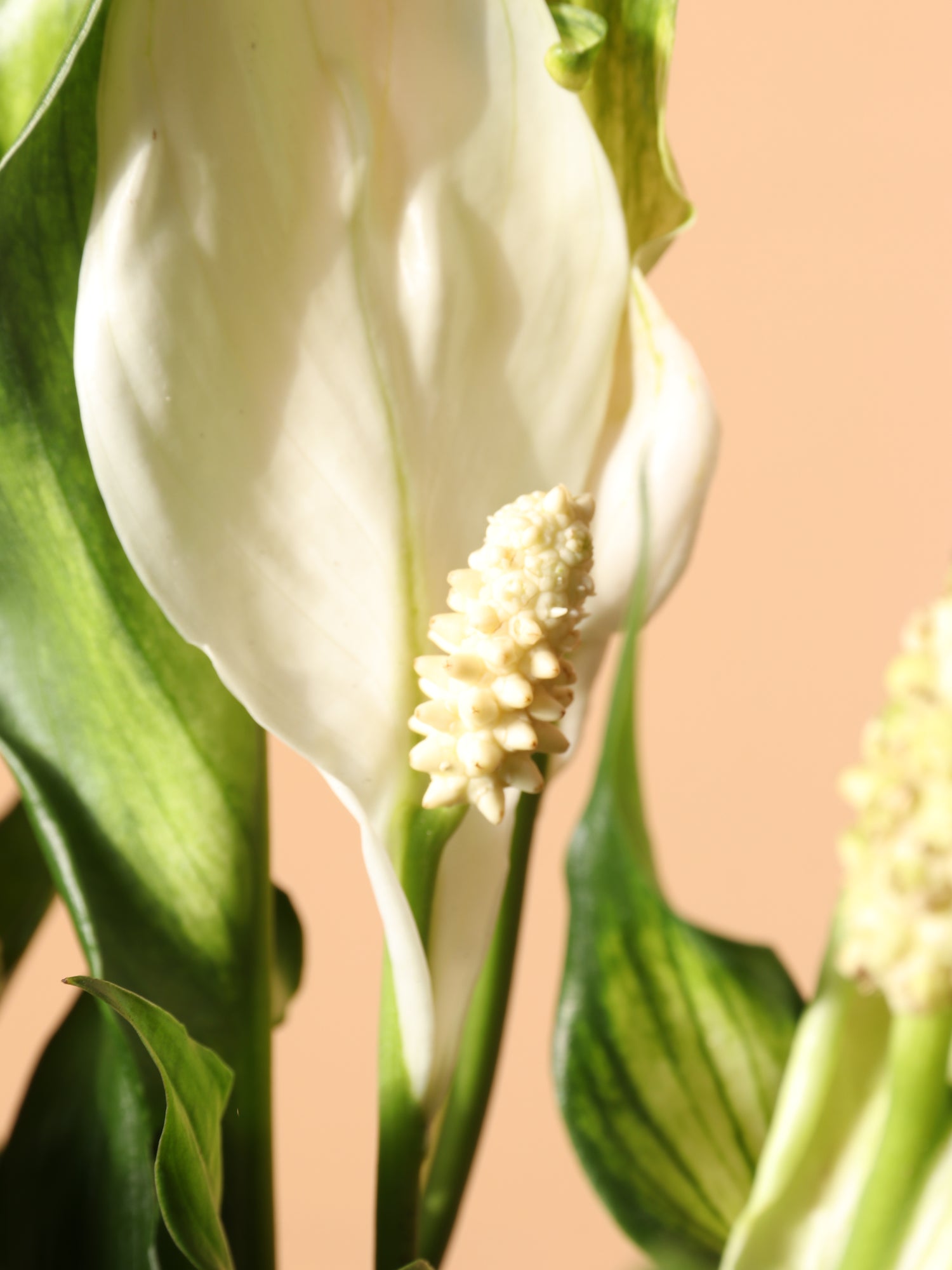 peace lily yellow flower Peace Lily | Indoor Plants for Sale