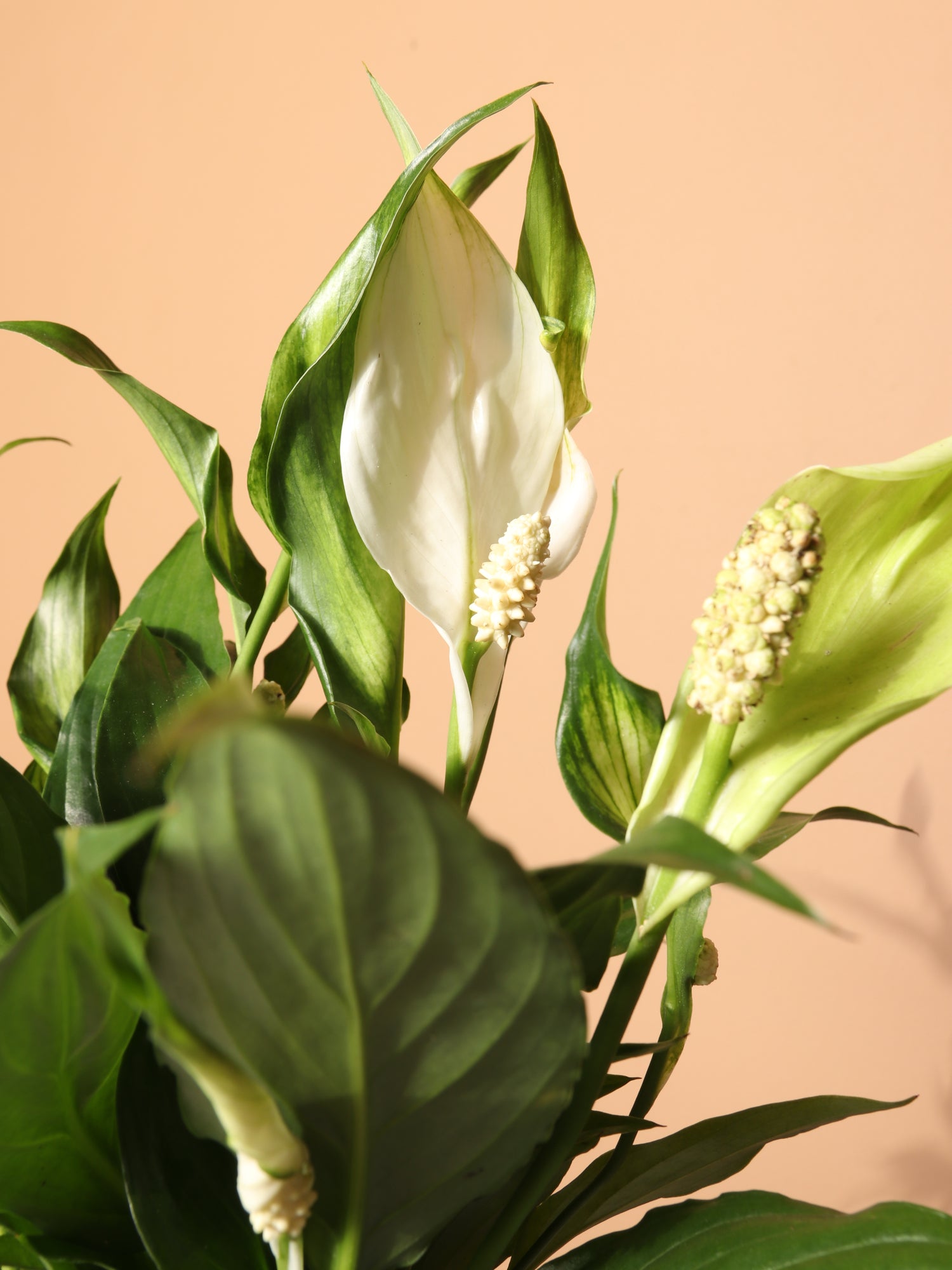 buy peace lily plant online Peace Lily | Indoor Plants for Sale