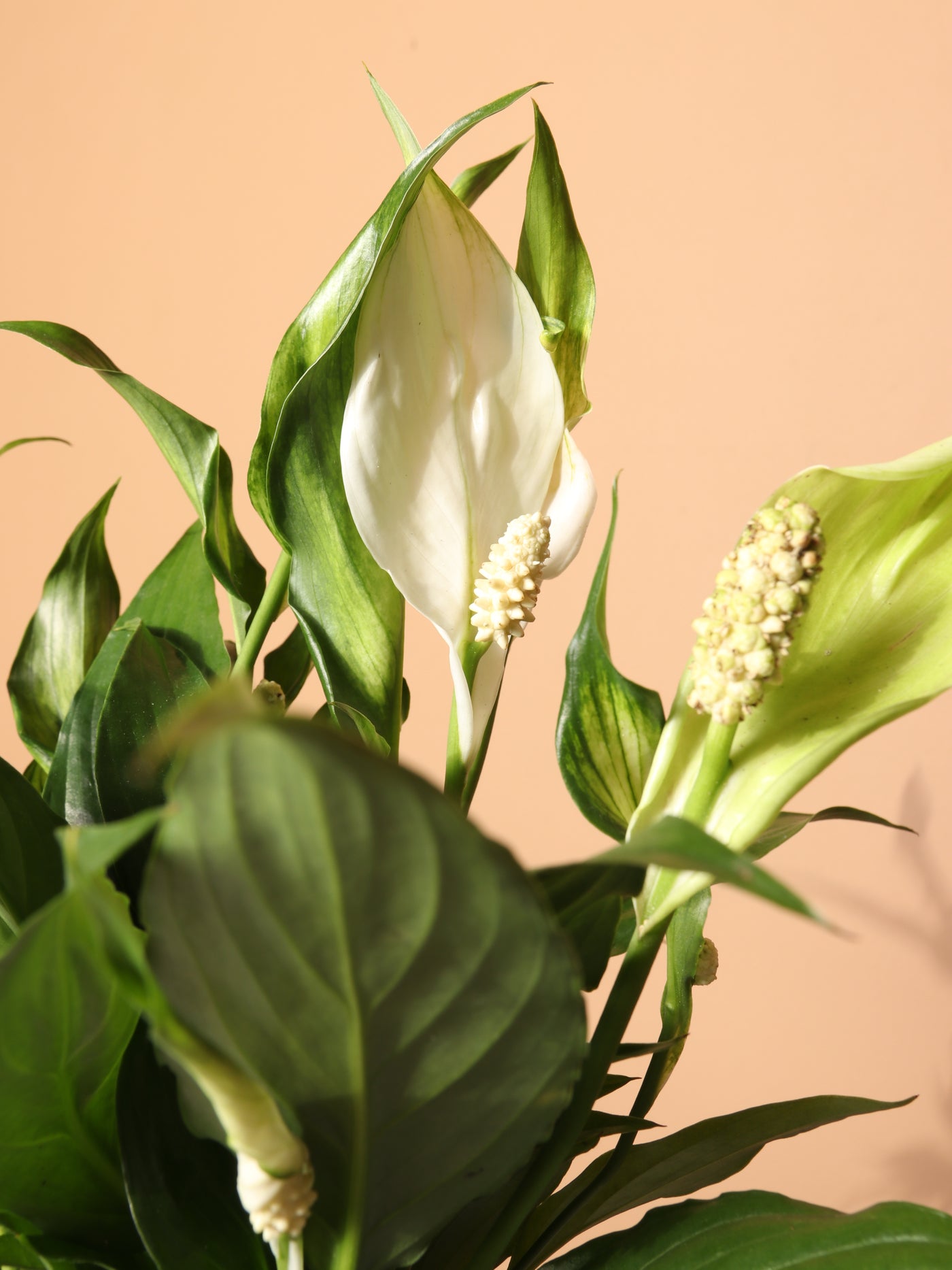 Small Peace Lily