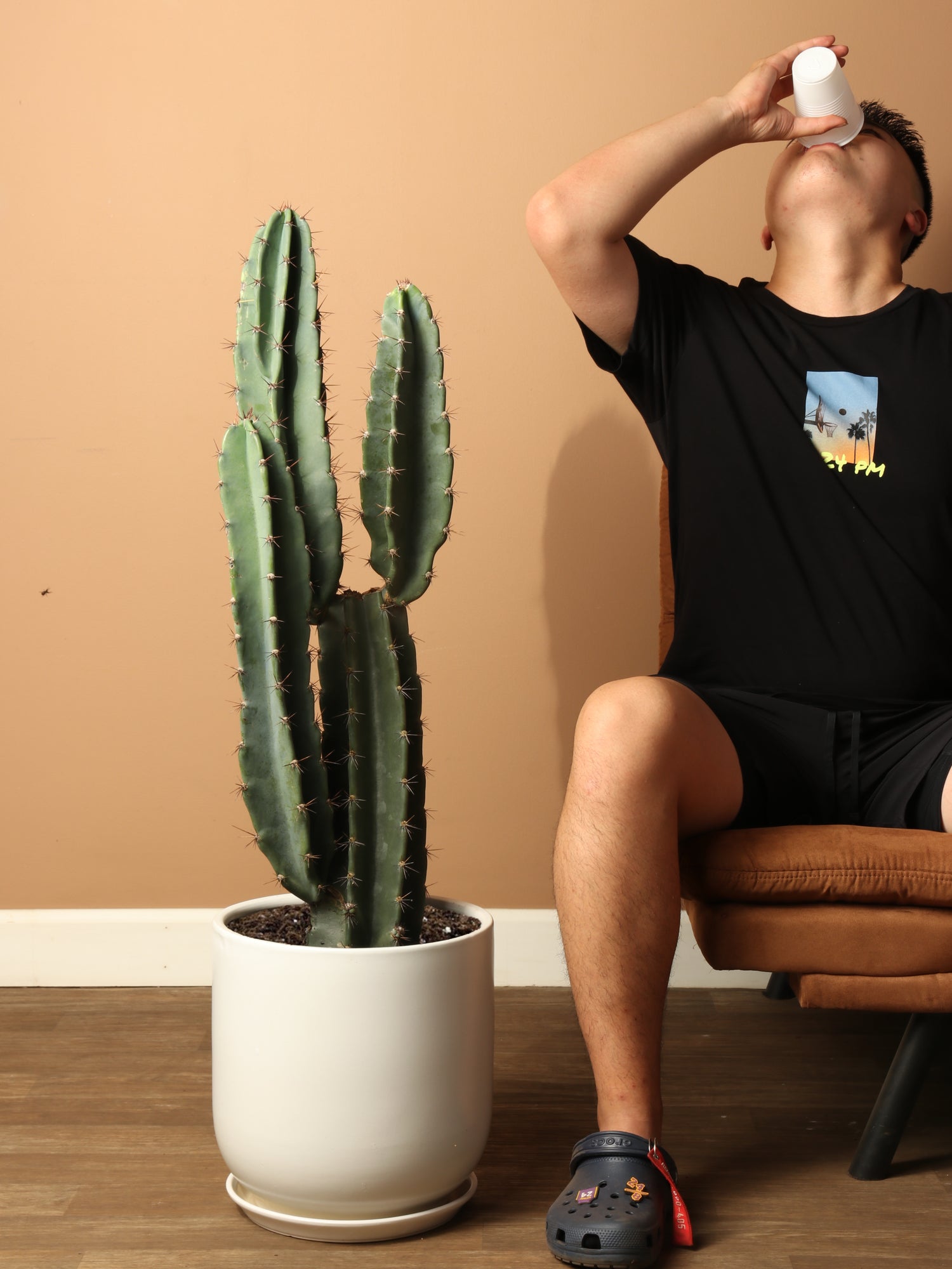 large indoor cactus plants for sale Large Peruvian Cactus