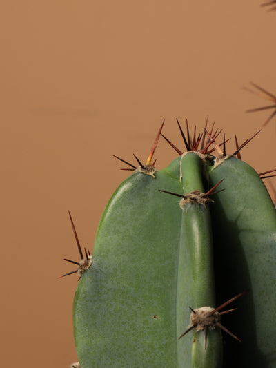 Large Peruvian Cactus