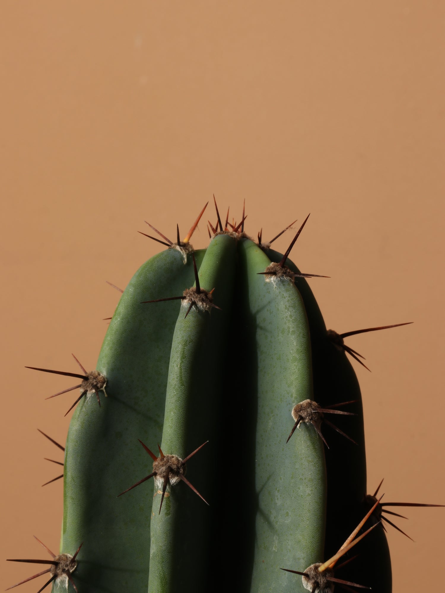 Large Peruvian Cactus