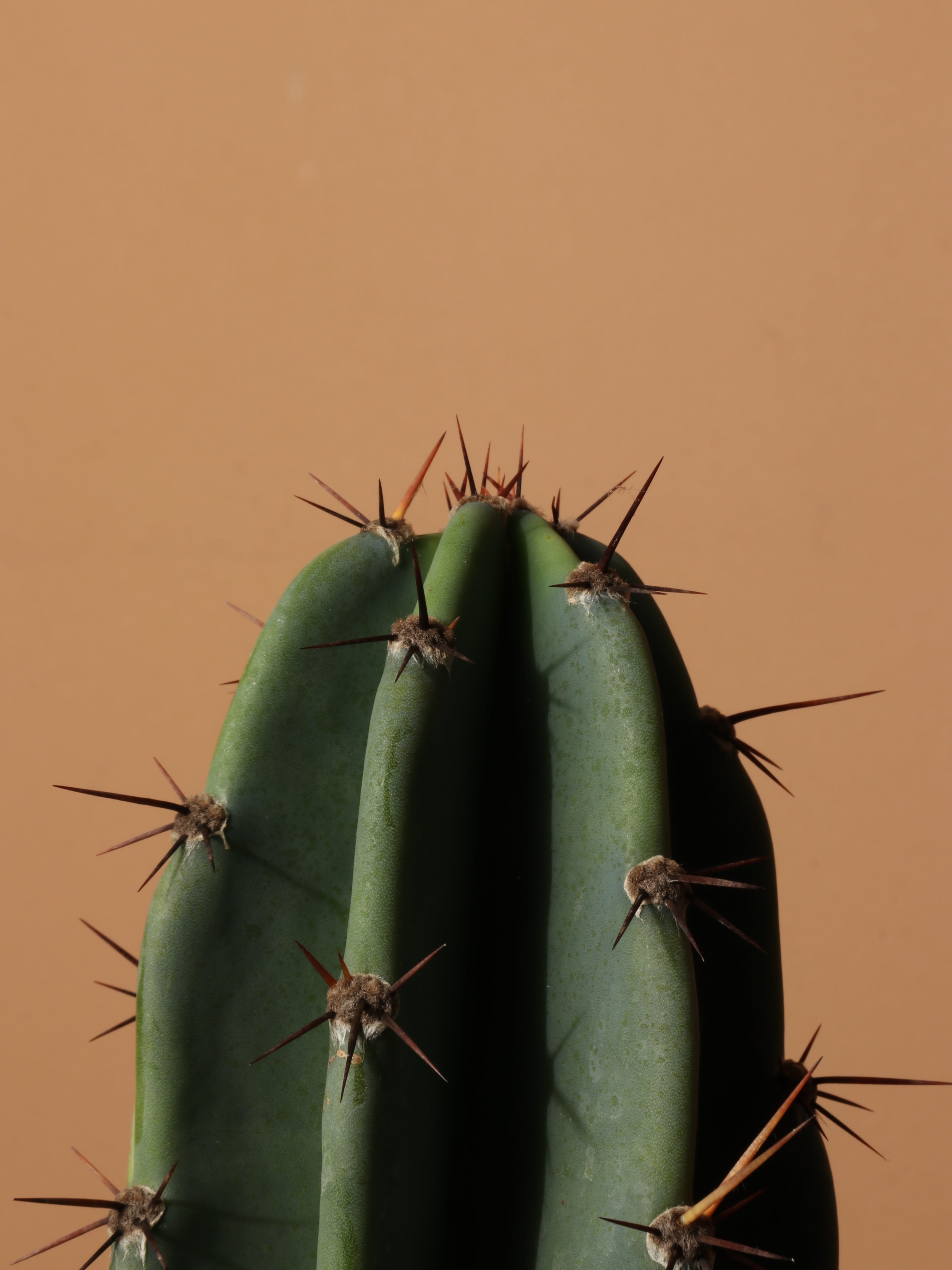 Large Peruvian Cactus