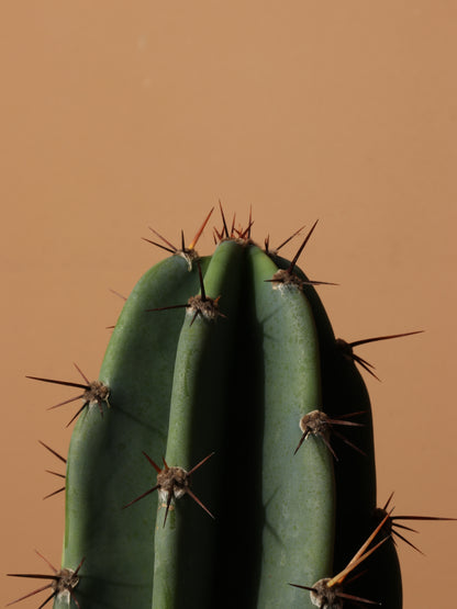 Large Peruvian Cactus