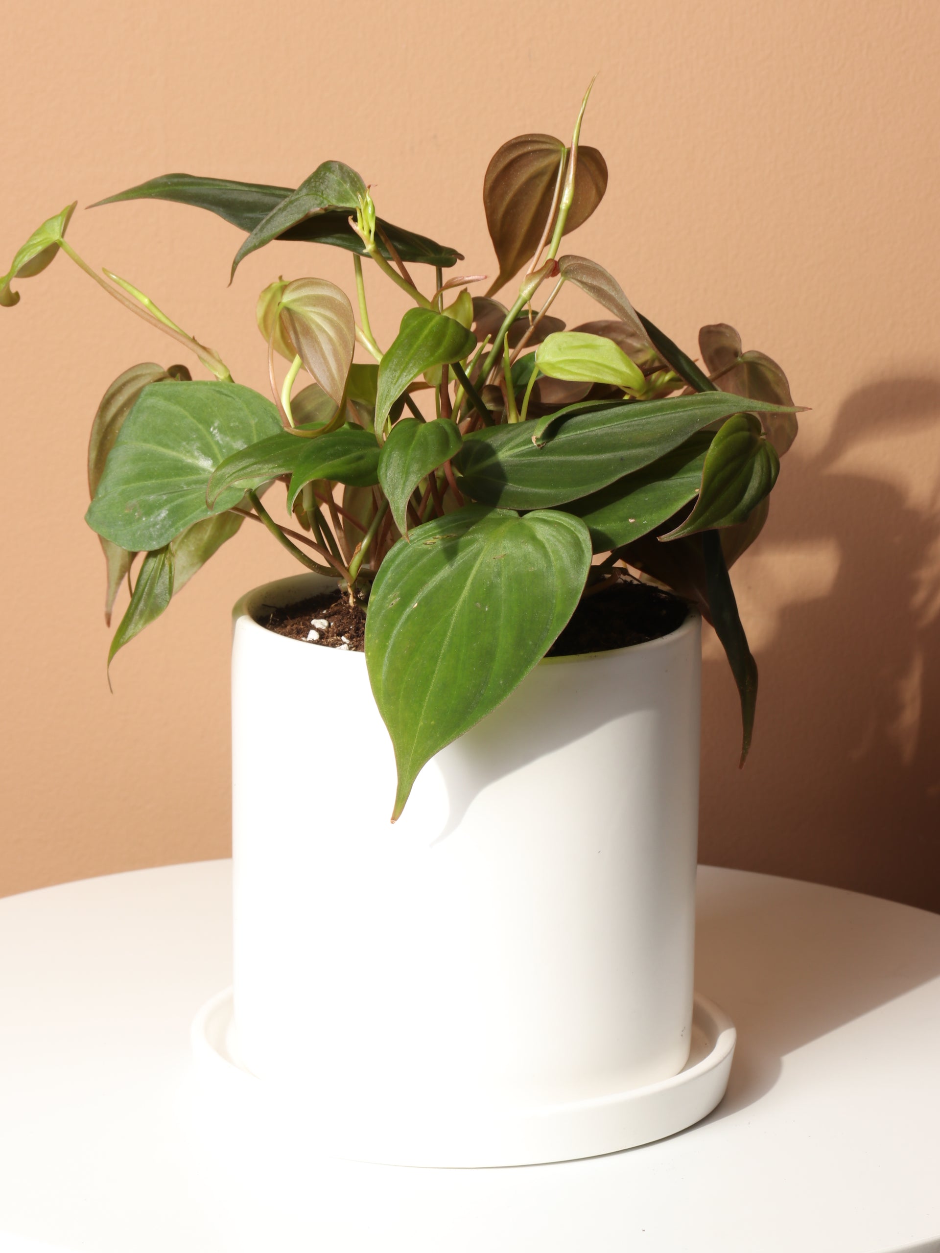 Small Philodendron Micans  Dahing Plants