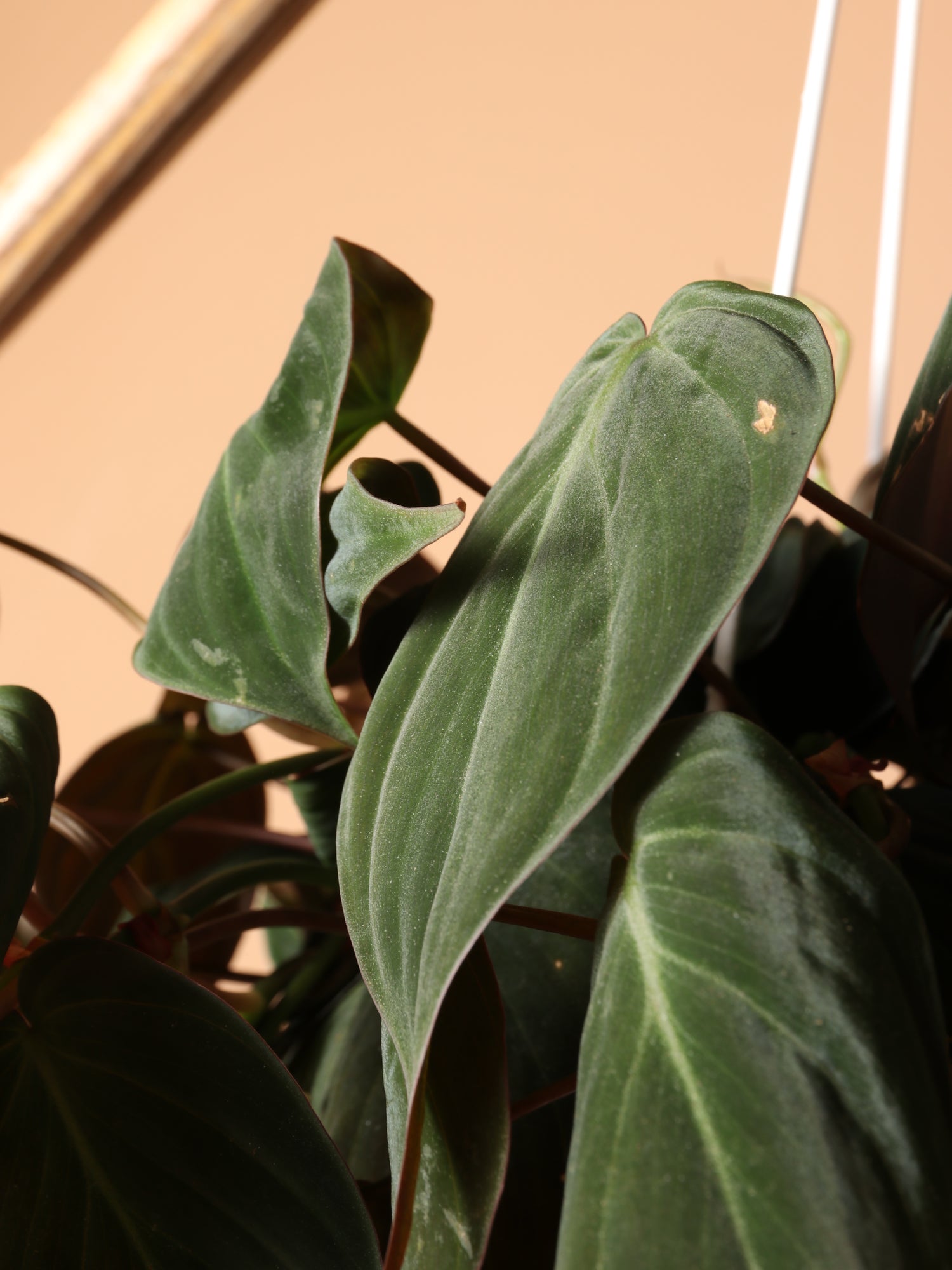 philodendron micans buy online Small Philodendron Micans