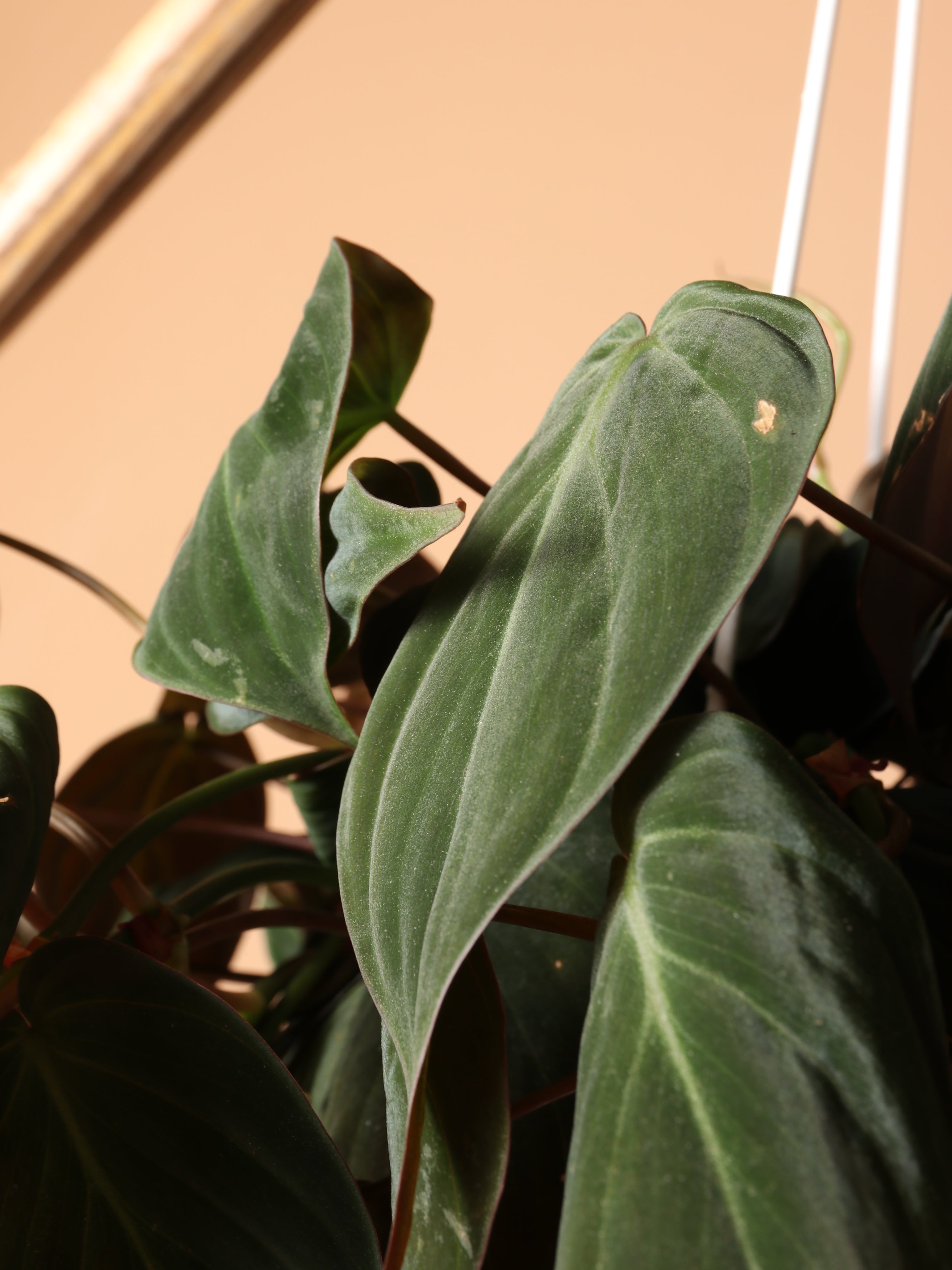Small Philodendron Micans