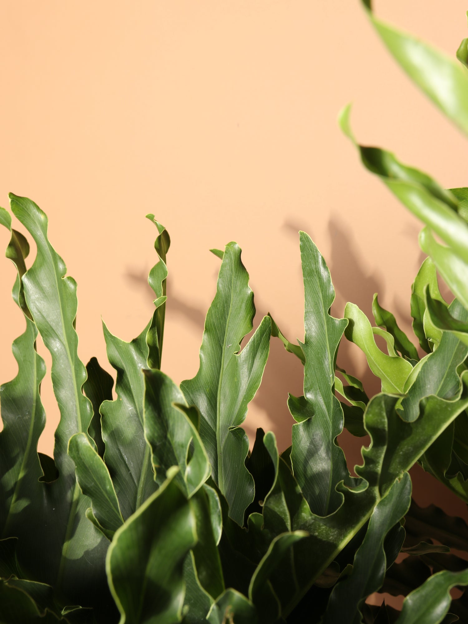 philodendron selloum pot size 6-8ft Philodendron Selloum – Dahing Plants
