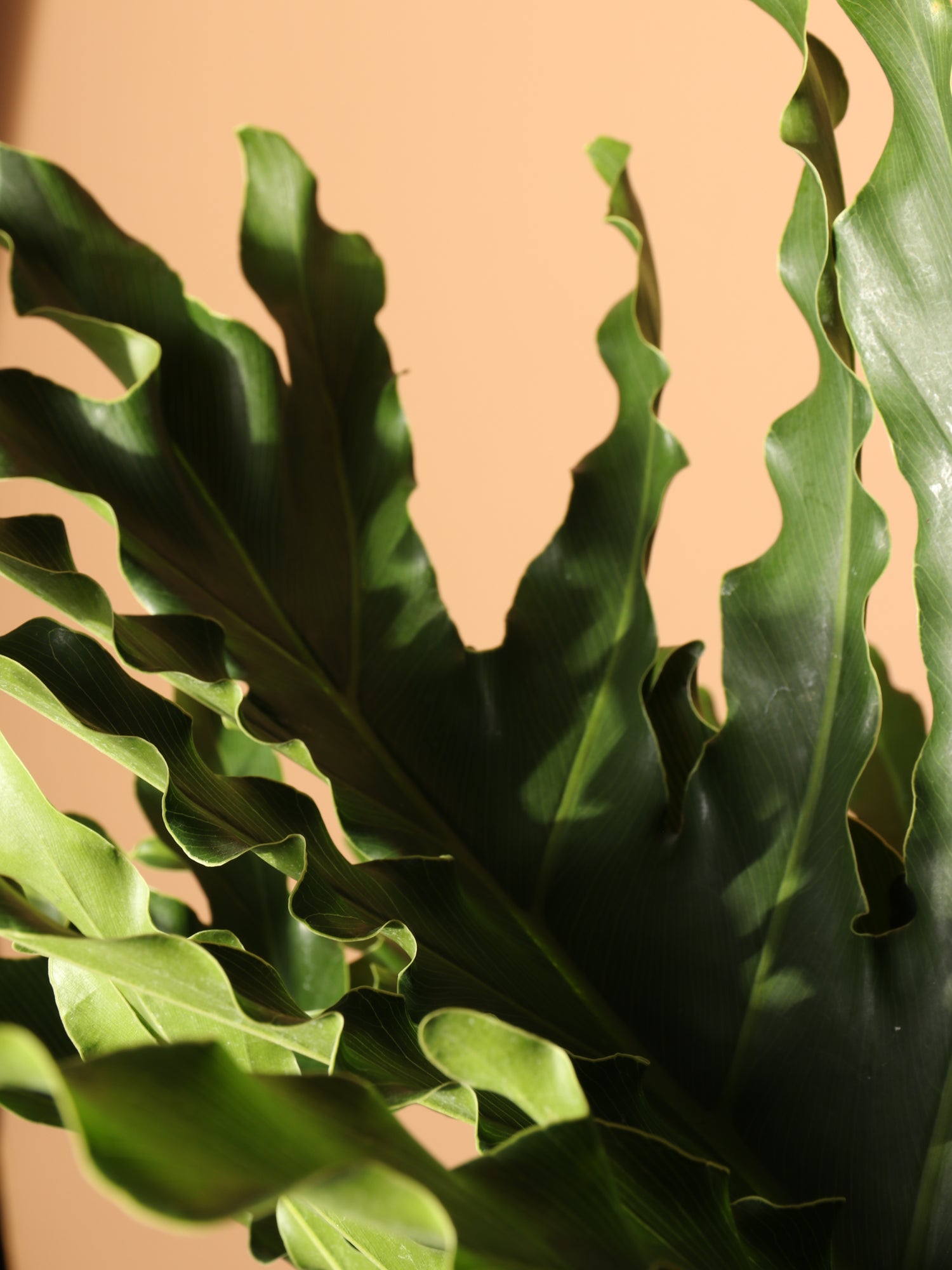 philodendron 6 8 ft tall 6-8ft Philodendron Selloum – Dahing Plants