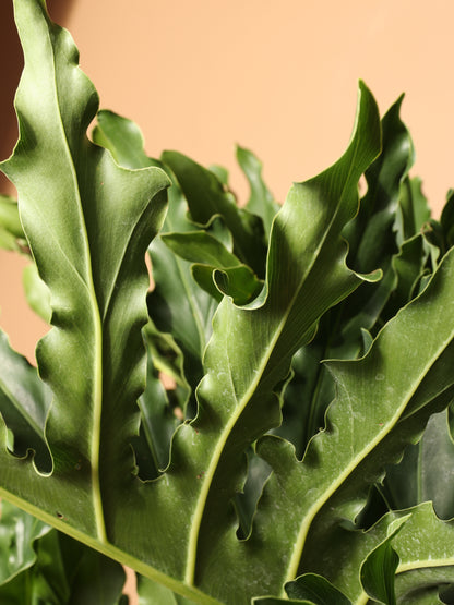 Full Size Philodendron Selloum