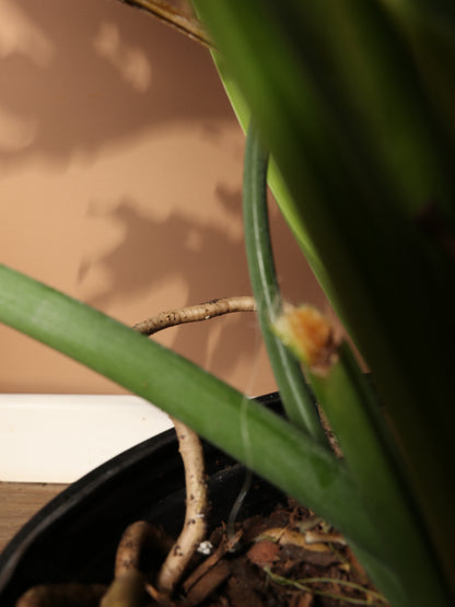 Full Size Philodendron Selloum