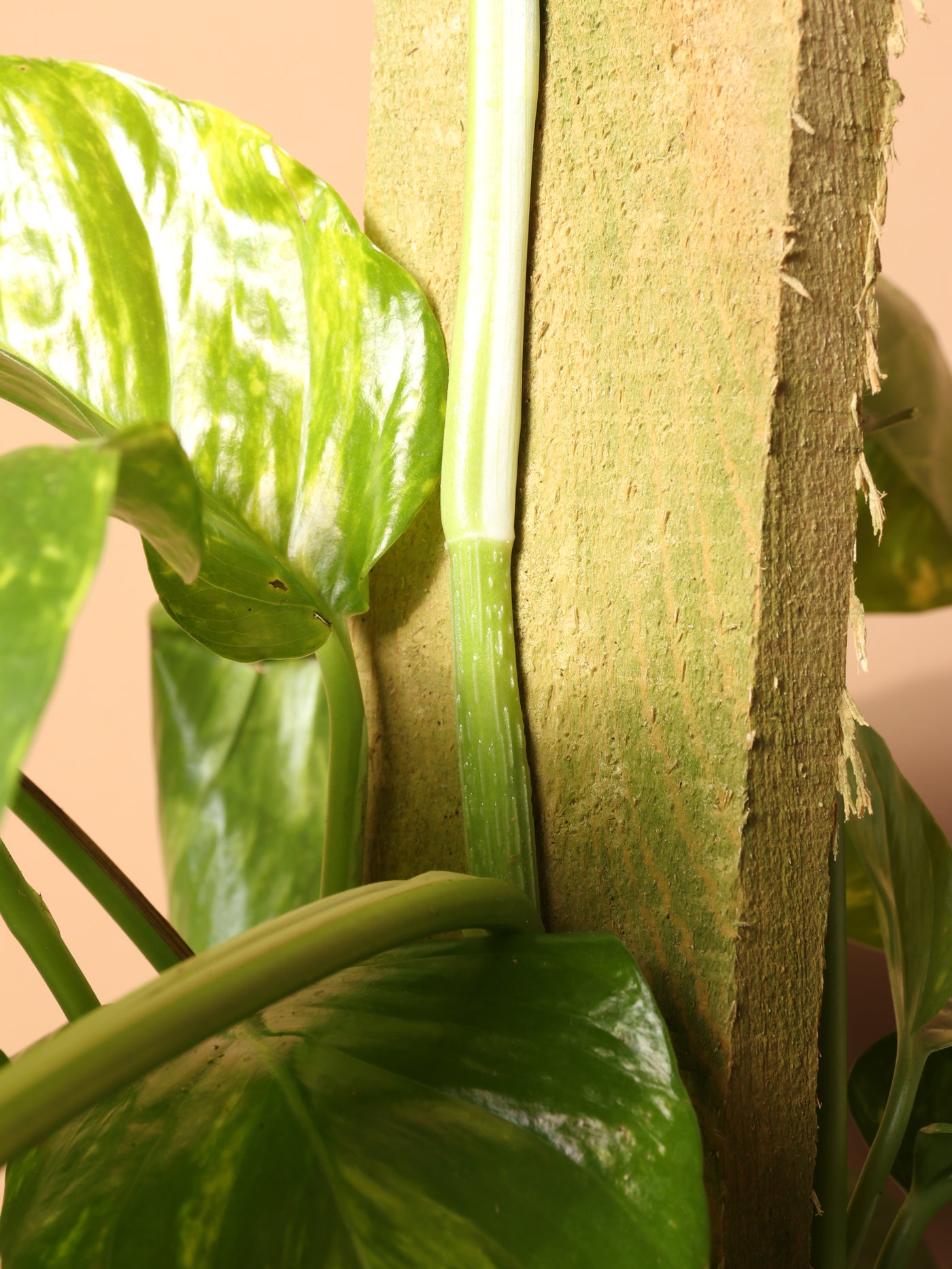 Large Pothos Pole