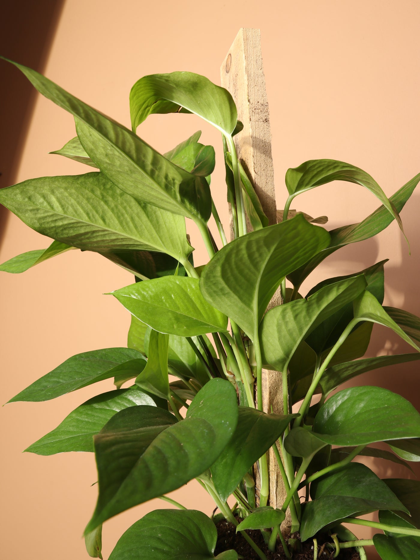 Large Pothos Pole