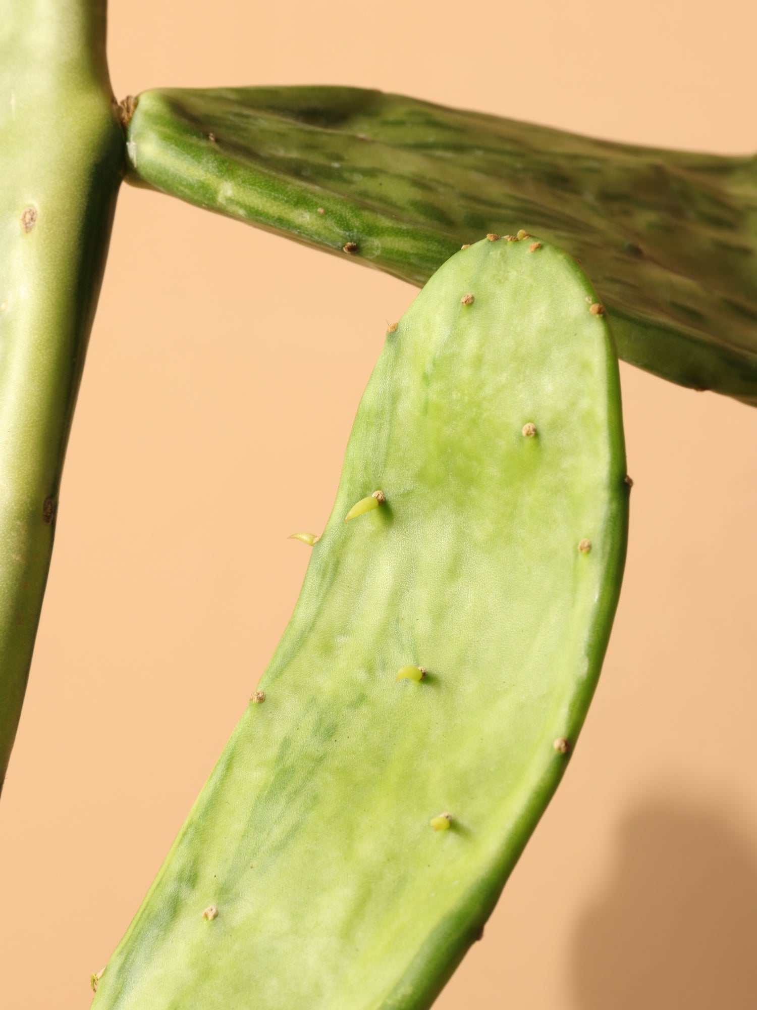 Medium Variegated Prickly Pear Cactus