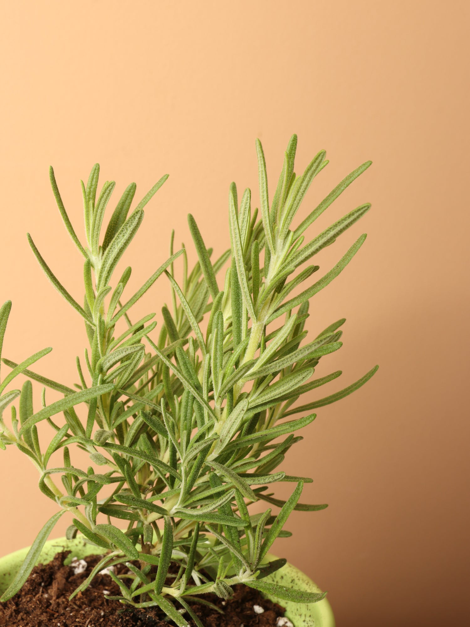Small Rosemary Indoor Herb – Dahing Plants