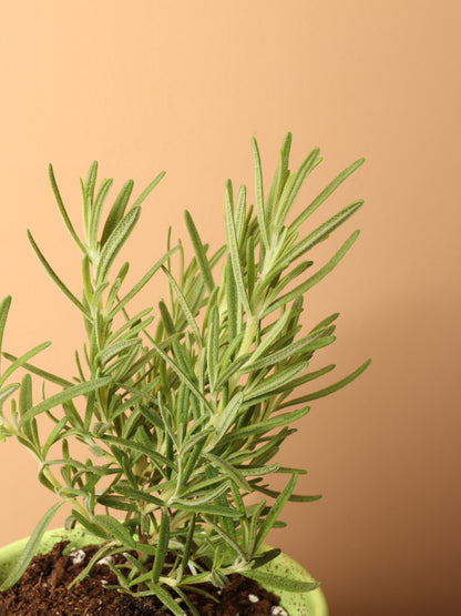 Small Rosemary Indoor Herb