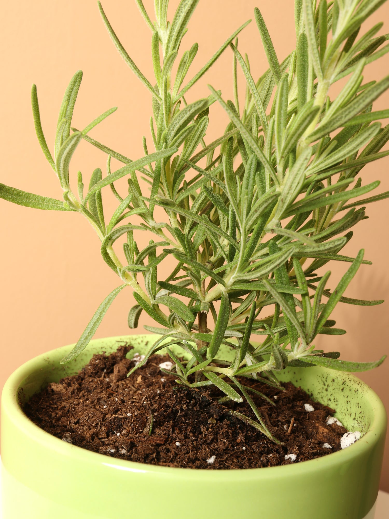 rosemary plant care indoor Small Rosemary Indoor Herb