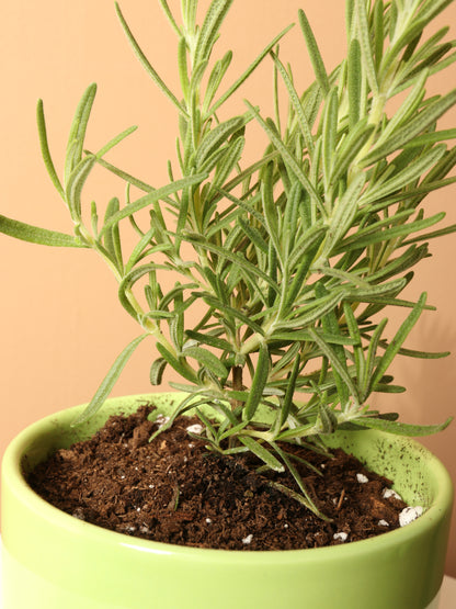 Small Rosemary Indoor Herb
