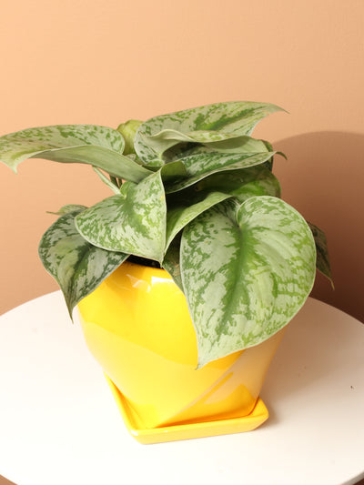 Medium Scindapsus 'Exotica' Splash