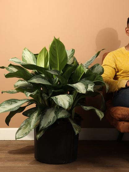 Full Size Aglaonema Silver Bay
